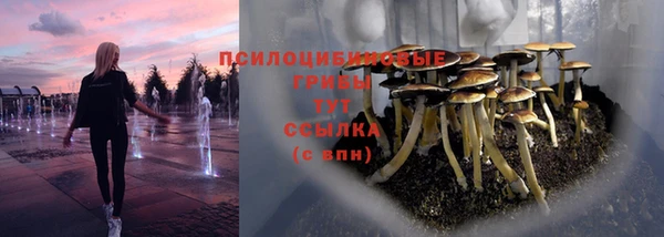 индика Беломорск